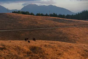 Bright Prints: Cattle grazing on sunlit hillsides with mountain peaks in the distance near French Pass