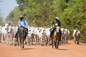 Working Animals Prints: Cattle herd, Pantanal, Mato Grosso, Brazil, South America