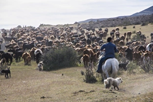 Cowboys Prints: Cattle herd in the Torres del Paine National Park, Patagonia, Chile, South America