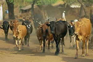 Malawi Prints: Cattle herded through village