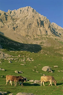 Cantabria Prints: Cattle on high pasture in the central massif of