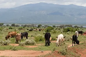 Tsavo Prints: Cattle illegally grazing into the Tsavo West National Park near Lake Gipe, Kenya