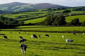 Images Dated 24th September 2009: Cattle in landscape, north Exmoor, Devon, England, United Kingdom, Europe