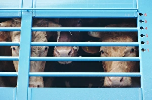 Animal Husbandry Prints: Cattle loaded in truck for market, Andorra