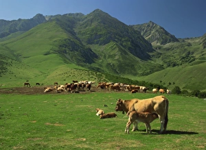 Live Stock Prints: Cattle below mountain slopes near Arreau in the Pyrenees, Midi-Pyrenees, France, Europe