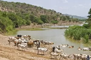 Cattle at the Omo River, Omo Valley, Ethiopia, Africa