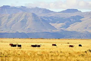 Open Space Prints: Cattle in the pampas around El Calafate, Patagonia, Argentina, South America