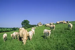 Pasture Prints: Cattle on pasture near the Manor of Vonnes (named Clochegourde in the novel Le Lys dans la vallee by Balzac)