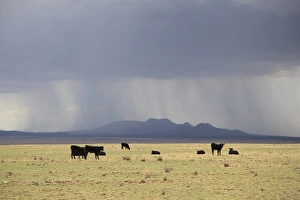 Farm Animal Prints: Cattle on ranch, thunder storm clouds