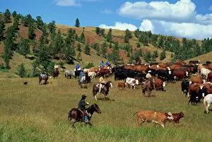 Live Stock Collection: Cattle round-up in high pasture, Lonesome Spur Ranch, Lonesome Spur, Montana