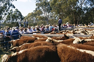 Sale Prints: Cattle sale in Victorian Alps, Victoria, Australia, Pacific