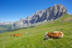 Trento Prints: Cattle, Sella Pass, Trento and Bolzano Provinces, Italian Dolomites, Italy, Europe
