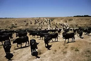 Images Dated 25th January 2000: Cattle transhumance
