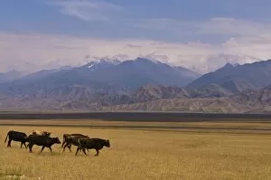 Images Dated 1st September 2009: Cattle walking through pastureland, mountains in background Torugart Pass
