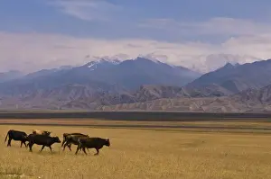 Cattle walking through pastureland, mountains in background Torugart Pass