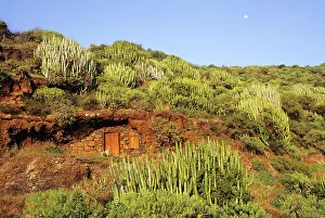 La Palma Prints: Cave dwelling among euphorbia, La Palma, Canary Islands, Spain, Atlantic Ocean, Europe