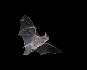 Images Dated 28th August 2010: Cave Myotis (Myotis velifer) in flight in captivity, Hidalgo County, New Mexico