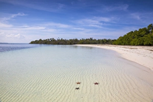 Starfish Prints: Cayo Levisa, Pinar del Rio Province, Cuba, West Indies, Caribbean, Central America