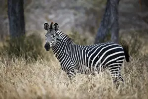 Ccommon zebra (plains zebra) (Burchells zebra) (Equus burchelli), Selous Game Reserve