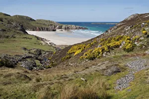 Wild Flower Prints: Ceannabeinne Bay, near Durness, Sutherland, Scotland, United Kingdom, Europe