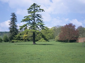Herefordshire Prints: Cedar, deodar tree, Croft Castle, Herefordshire, England, United Kingdom, Europe