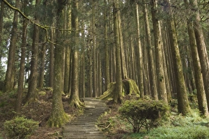 Cedar forest