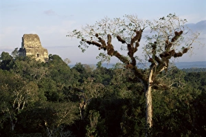 Guantamala Prints: Cedar tree with bromeliades, Temple 4 beyond, Tikal, UNESCO World Heritage Site