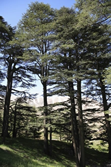 Bcharre Prints: The Cedar Trees of Bcharre, Qadisha Valley (Holy Valley), UNESCO World Heritage Site