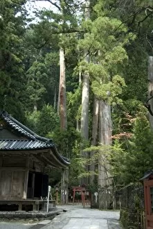 Images Dated 14th October 2009: Cedar trees at Futarasan Shinto Shrine, Nikko Temples, UNESCO World Heritage Site