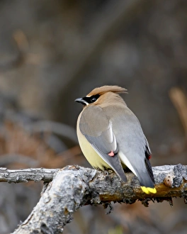 Images Dated 22nd March 2009: Cedar waxwing (Bombycilla cedrorum), Banff National Park, Alberta, Canada, North America