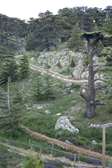 Bcharre Prints: Cedars of Bcharre