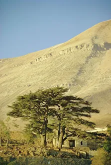 Images Dated 5th August 2008: Cedars of Lebanon at the foot of Mount Djebel Makhmal near Bsharre