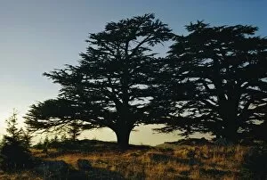 Sun Rise Collection: Cedars of Lebanon at the foot of Mount Djebel Makhmal near Bsharre