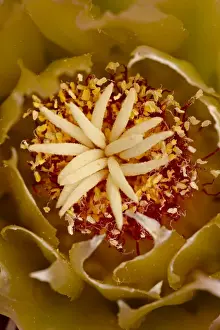 Cacti Prints: Center of a Red Barrel Cactus (Ferocactus cylindraceus) flower