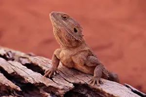 Lizard Prints: Central bearded dragon (Poona vitticeps) in captivity, Alice Springs, Northern Territory