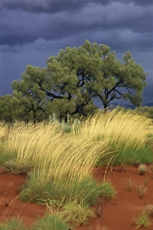 Grasses Prints: Central Desert, Northern Territory, Australia, Pacific