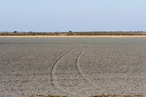 Absence Prints: Central Kalahari National Park, Botswana, Africa