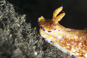 Black Background Prints: Ceratosoma tenue nudibranch, Sulawesi, Indonesia, Southeast Asia, Asia