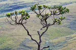 Minas Gerais State Prints: Cerrado tree, Serra da Canastra, Minas Gerais, Brazil, South America