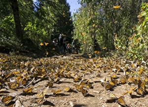 Invertebrates Prints: Cerro Pelon Monarch Butterfly Biosphere, UNESCO World Heritage Site, Mexico, North