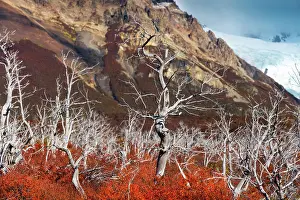 Laguna Prints: Cerro Torre glacier and autumn trees near Laguna Torre