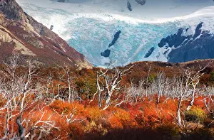 Laguna Prints: Cerro Torre glacier and autumn trees near Laguna Torre