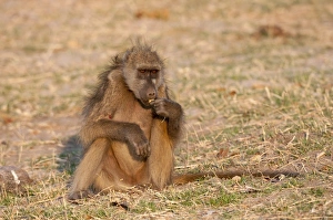 Baboon Prints: Chacma baboon, Chobe National Park, Botswana, Africa
