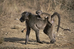 Two Animal Prints: Chacma baboon (Papio cynocephalus) carrying young