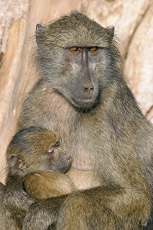 Youth Prints: Chacma baboon (Papio cynocephalus) nursing infant