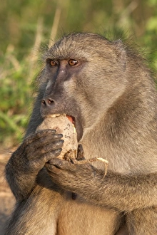 Omnivore Prints: Chacma baboon (Papio cynocephalus ursinus)