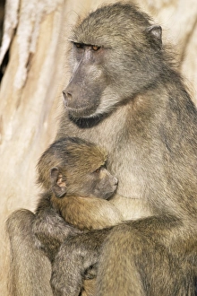 Cuddling Prints: Chacma baboon (Papio cynocephalus) with young