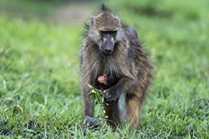 Baboon Prints: Chacma baboon (Papio hamadryas ursinus), Chobe National Park, Botswana, Africa