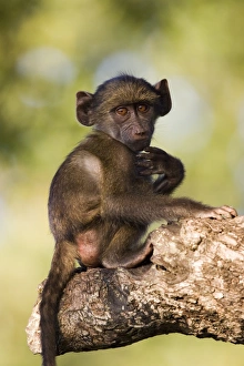 Chacma baboon (Papio ursinus)