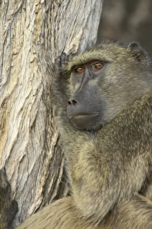 Looking To Side Prints: Chacma Baboon (Papio ursinus)